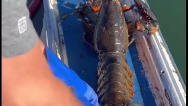 现在都流行这么放生了？