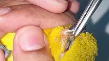 小鸟被蛆寄生，救援人员帮忙将其拔出。