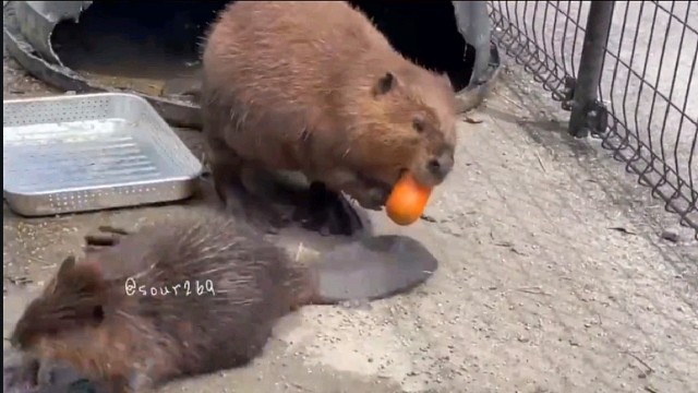 半根胡萝卜都要抢