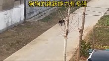 狗狗的跳跃能力有多强