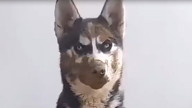 不养二哈，你永远不知道自己血压能飚到多高。。。