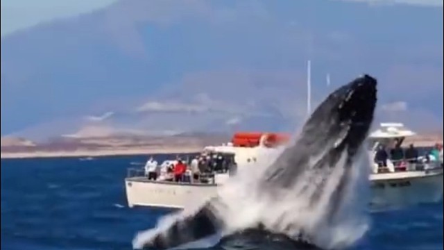 一群通人性的鲸鱼