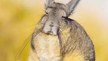 #南美洲兔鼠的样子像极了我本人 是谁每天的样子举个爪爪