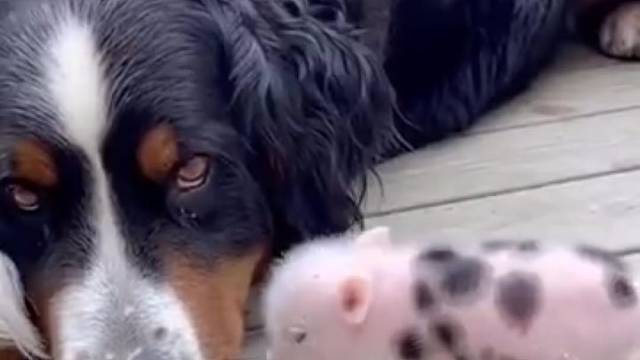 当它还是个小猪的时候，从未想过自己会有烦恼，然而，它终究还是长大了