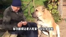 老人最温暖的回忆也是跟狗狗在一起的时光