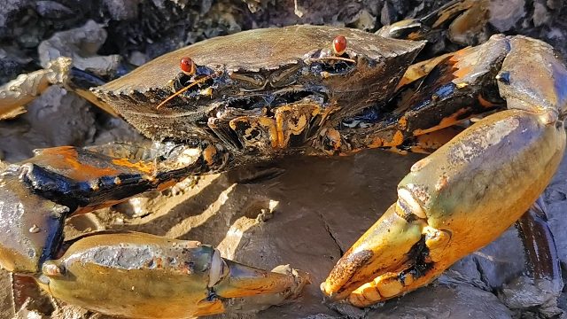 礁石区赶海，抓一桶辣螺几只大螃蟹，还有可爱的河