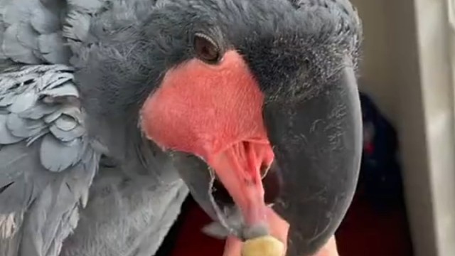 见过这样吃东西嘛！