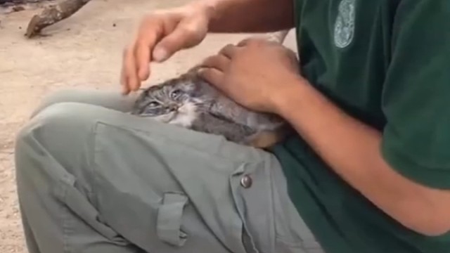 兔狲:这难道就是当猫的感觉？