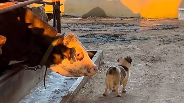 牛牛：今天我还非要试下当舔狗的快感