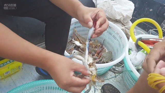 小嘴叭儿不停，螃蟹上不停！