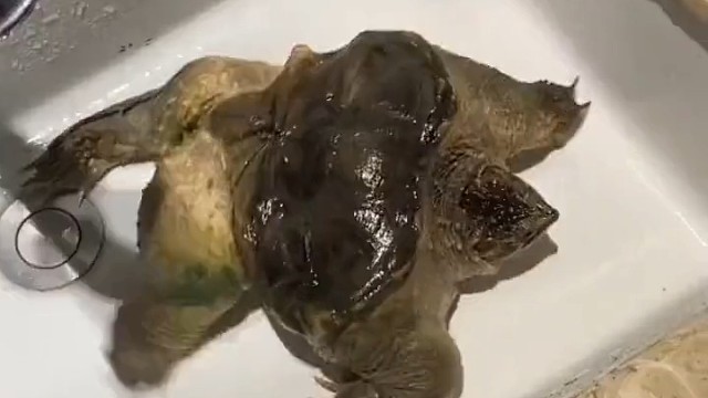 这是个什么玩意