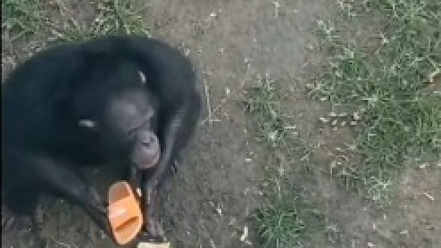 猩猩：好臭，还是还给你吧