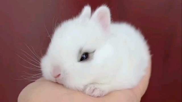 兔兔这么可爱，能吃吗？