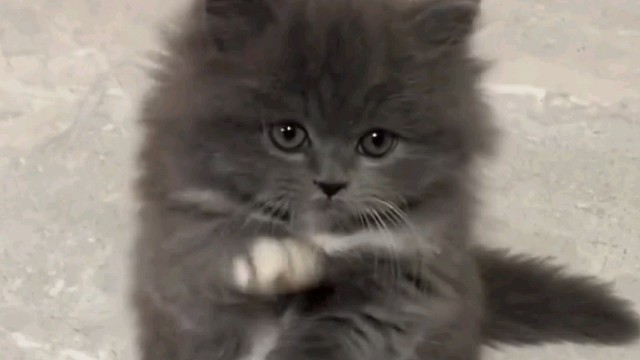 它好像知道自己很可爱吧