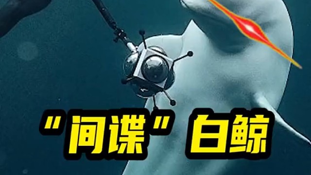 这家伙也太聪明了