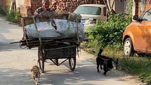 瞬间感觉自己的狗啥也不是，除了睡就是吃！