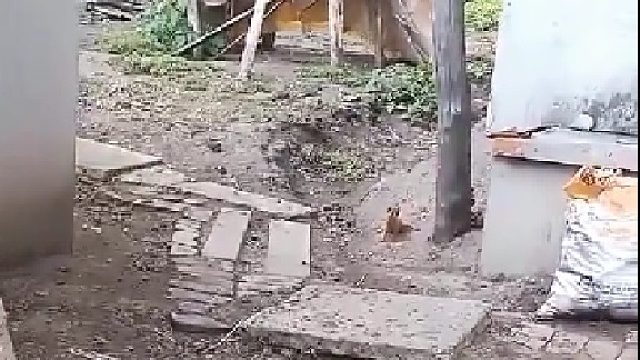 黄鼠狼太嚣张了吧，不踢它都不走