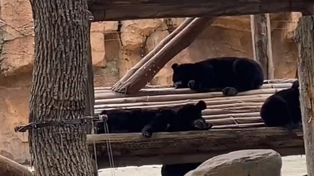 今天黑熊做梦是咸