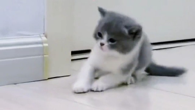 原来小猫咪受伤了也会找妈妈