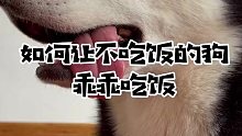 其实狗粮吃一段时间也是要换换的