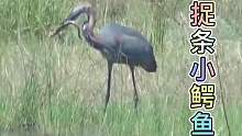 苍鹭吞个小鳄鱼