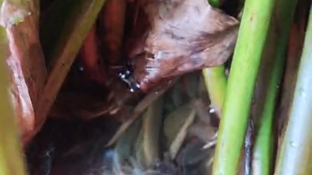 自己孵化的小鳝鱼，每天对他无微不至照顾