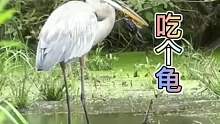 苍鹭整个龟吃！厉害了