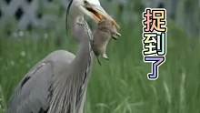 苍鹭捉田鼠！厉害了
