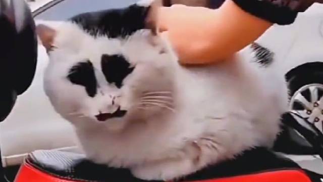 养只猫也不错呀，心情不好的时候可以看一眼