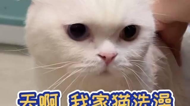 没想到两只一起洗都这么乖！