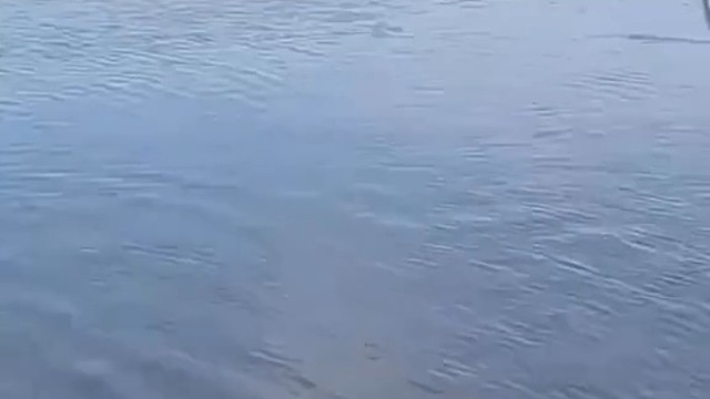 这是钓到鲨鱼了吗