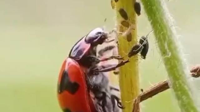 所以说七星瓢虫是益虫来的