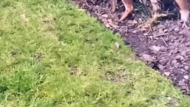 原来狐狸拉完粑粑是这样擦屁股的