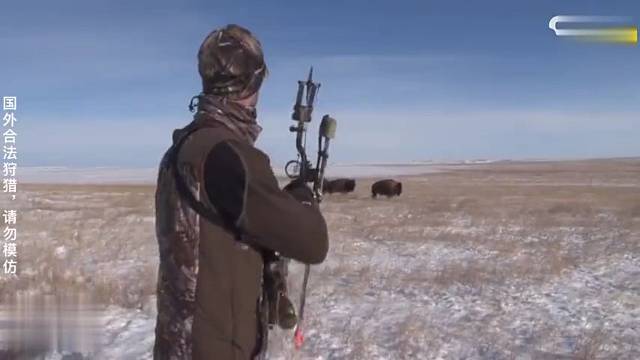 一把复合弓击穿千斤野
牛，当场扒皮烤肉