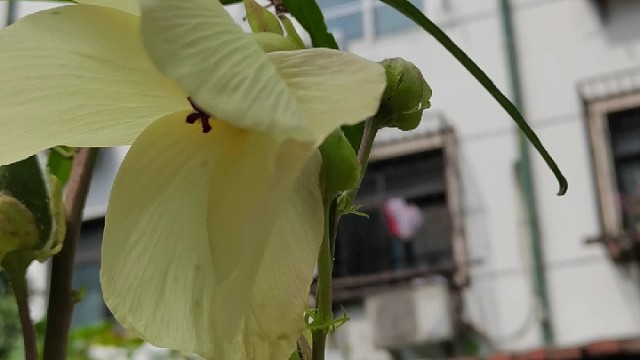 以前经常吃，第一次见它开花，嘿嘿