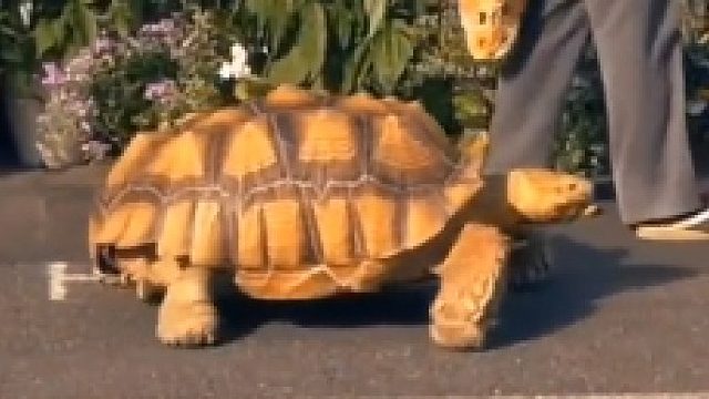 爷爷养了几十年的巨龟，每次出门它都要一起跟着去