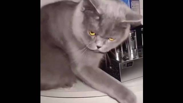 这是不是你的反骨主子！