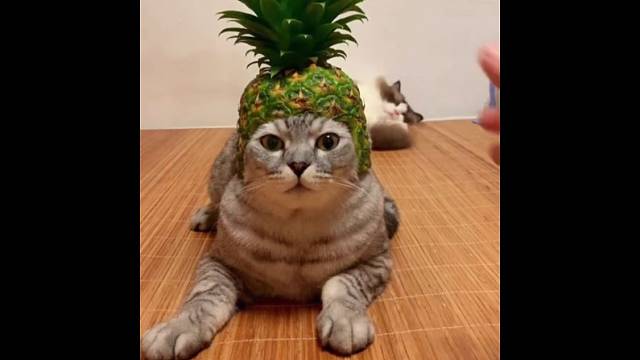 猫猫:合着就我一个大冤种呗！！！