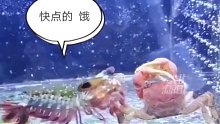 螃蟹：大哥别吃我，给你钳
