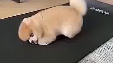 一狗子看主人做瑜伽后，自己学起来了，太可爱了可爱了