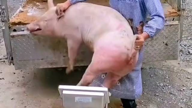 分猪肉，见者有份