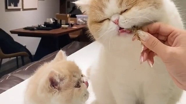 来看小猫咪喝奶解压吧