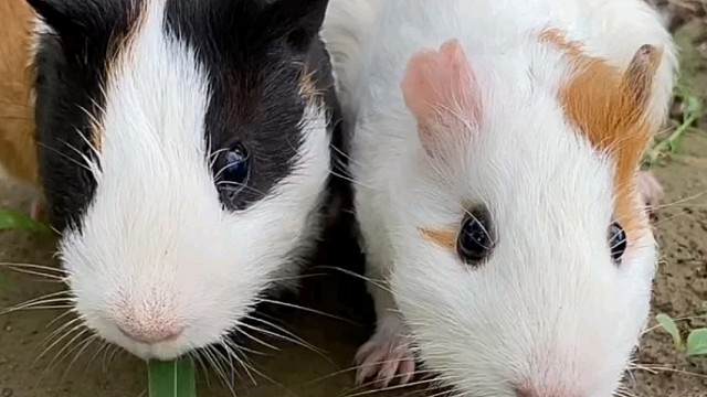 哈哈，都好聪明呀