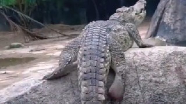 它都没有蛋黄蛋白吗，直接生成？