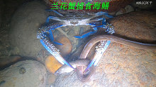 大海退潮后，阿平来赶海遇到了兰花蟹在捕捉海鳝鱼