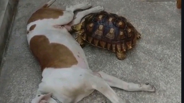 狗：乌龟你太坏了，这都能下去嘴