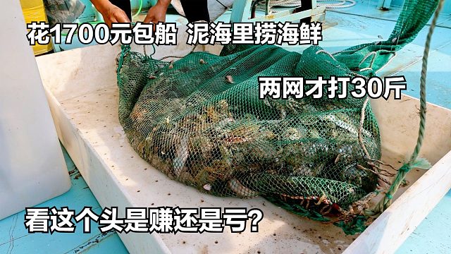 花1700元包船，泥海里捞海鲜，两网才打30斤，看这个头是赚是亏？