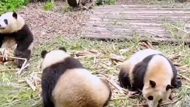 为什么熊猫遇到危险喜欢上树？