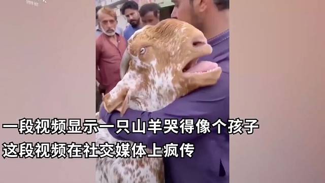 山羊被卖,忽然拥抱主人嚎啕大哭！万物皆有情！