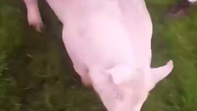 农场遭遇暴雨后被淹，结果猪猪们都玩儿high了……[笑cry]